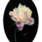 A rich peony flower painting symbolizing health, prosperity, and a long happy life